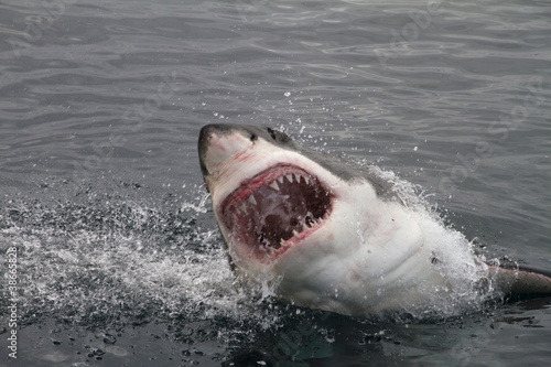 Obraz na plátně Attack great white shark