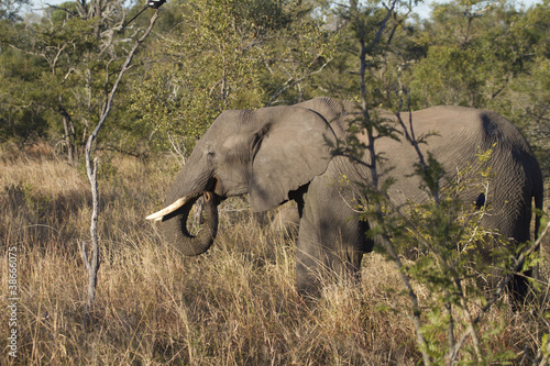 elephant in bush photo