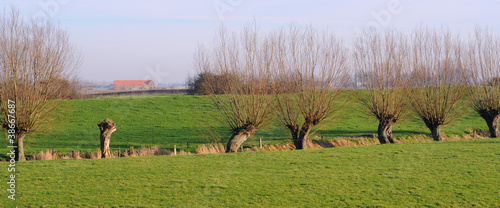 polder landscape with pollard willows, flanders photo