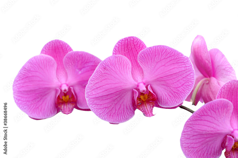 orchid flower orchid flower
