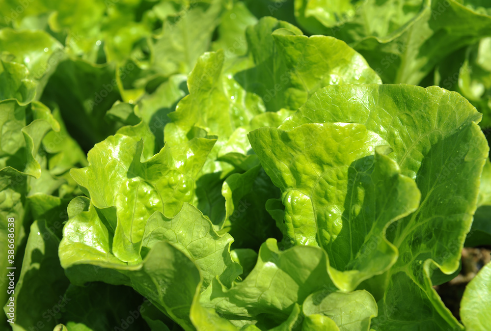 lettuce plant in field lettuce plant in field