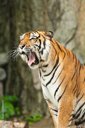 Roaring tiger