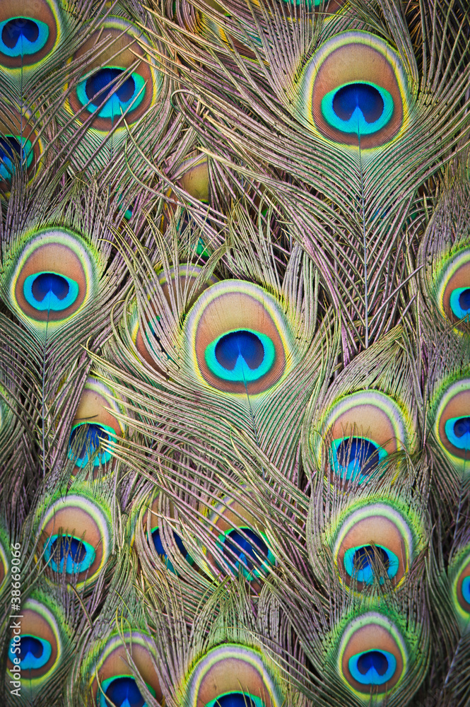 Fototapeta premium Feathers of a peacock