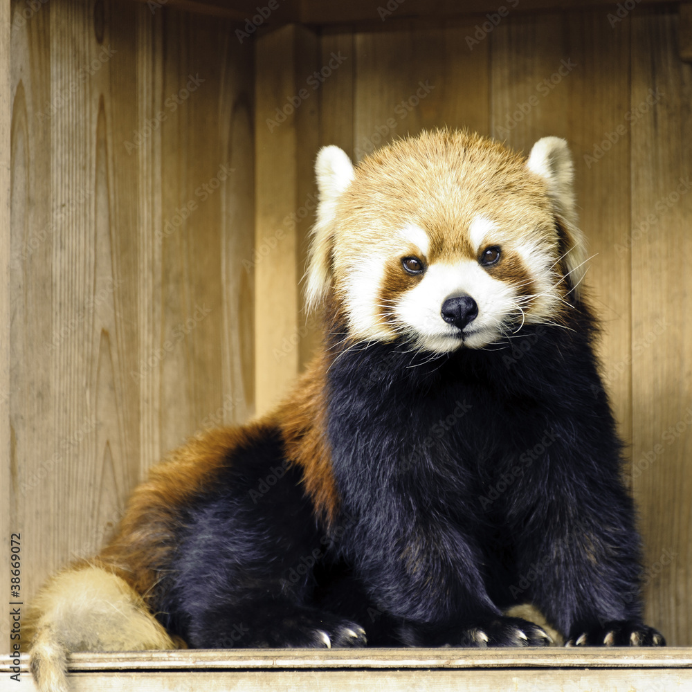 Obraz premium Red Panda(Lesser Panda)