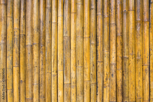 Bamboo texture