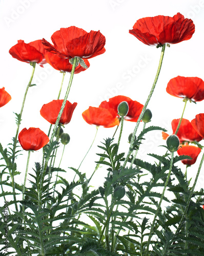 red poppies