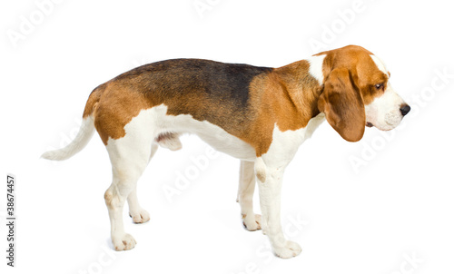 beagle  on a white background. © Igor Normann