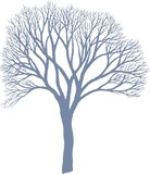 Drzewo - Morwa