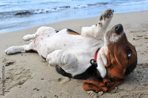 Tablou canvas basset hound a la plage
