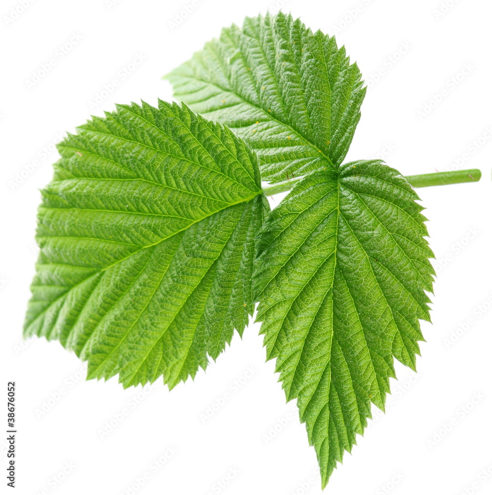 Young leaf of raspberry on white background. Young leaf of raspberry on white background.