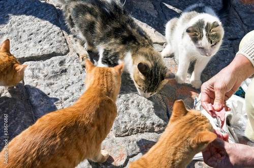 Five greek street cats eats