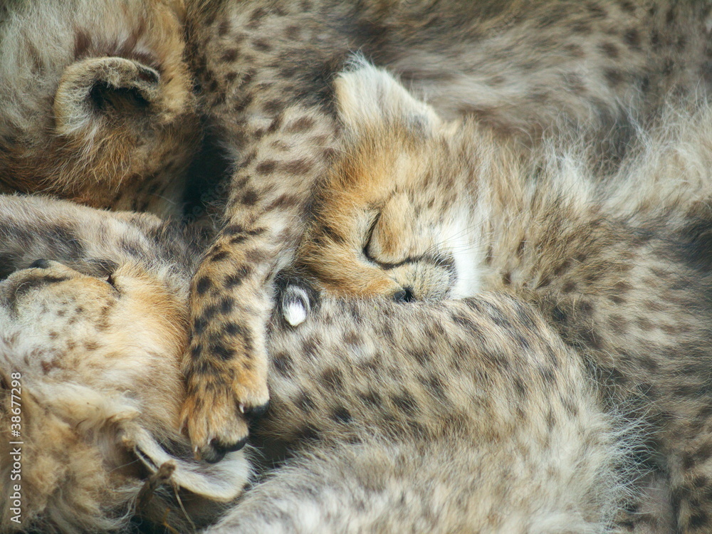 Cheetah Cubs Sleeping Cheetah Cubs Sleeping