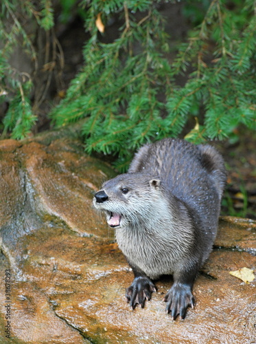 Euroasian Otter portrait photo