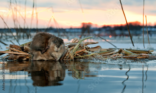 Fotografija Muskrat on a sunset.