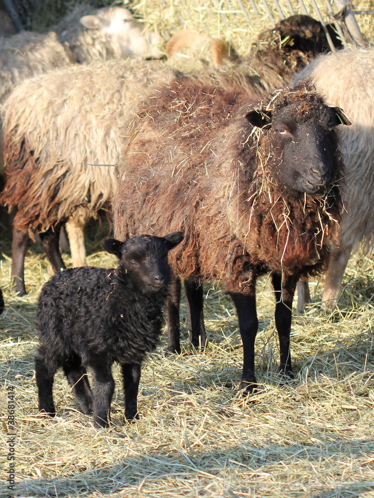 Fototapeta premium Skuddenschafe mit Lämmern
