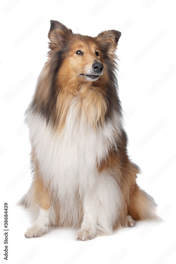 Rough Collie or Scottish Collie Rough Collie or Scottish Collie