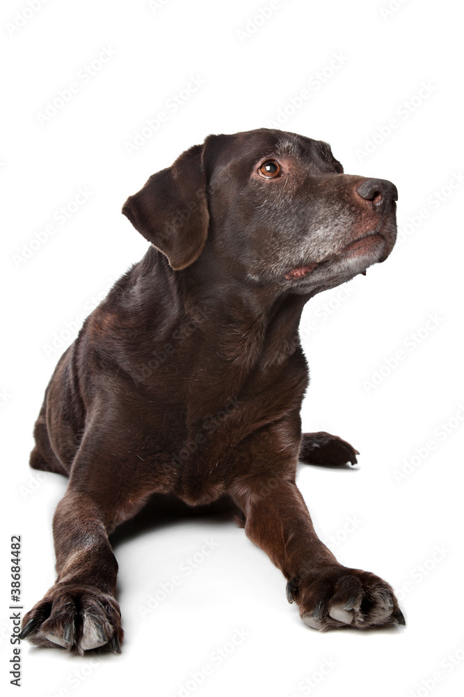 old Labrador