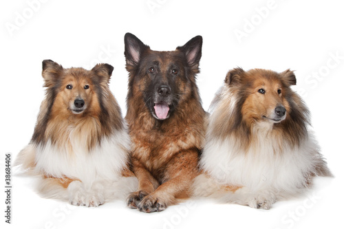 Two Rough Collie dogs and a German Shepherd