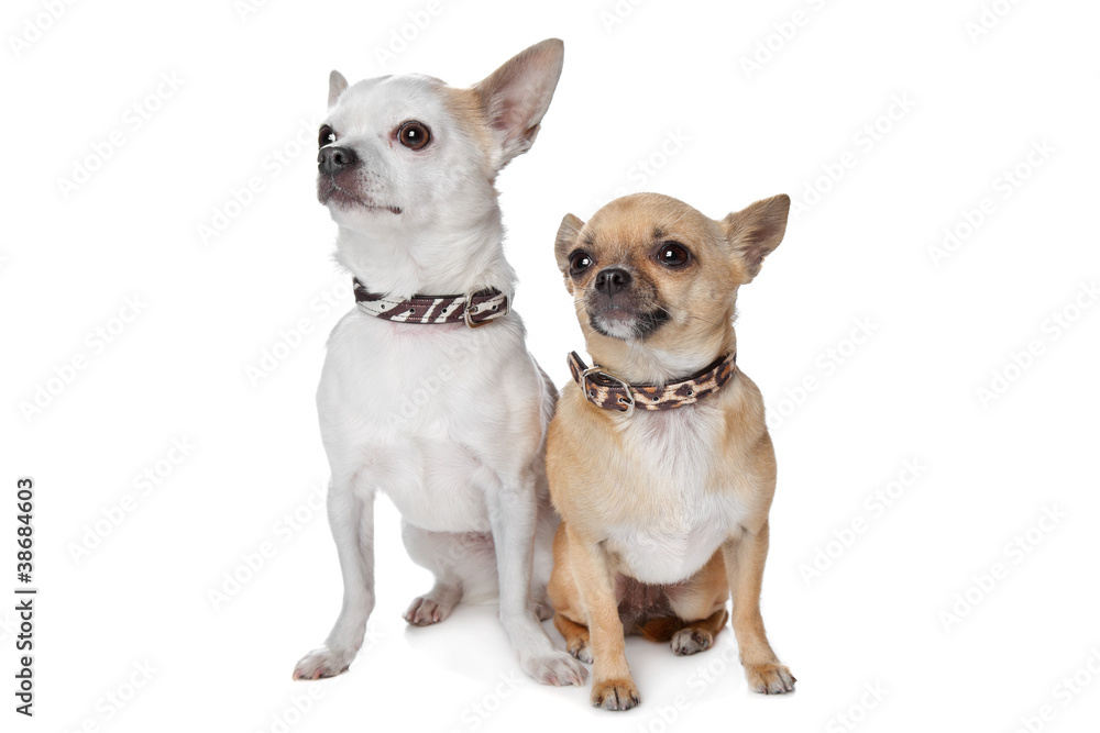 two short-haired chihuahua dogs two short-haired chihuahua dogs