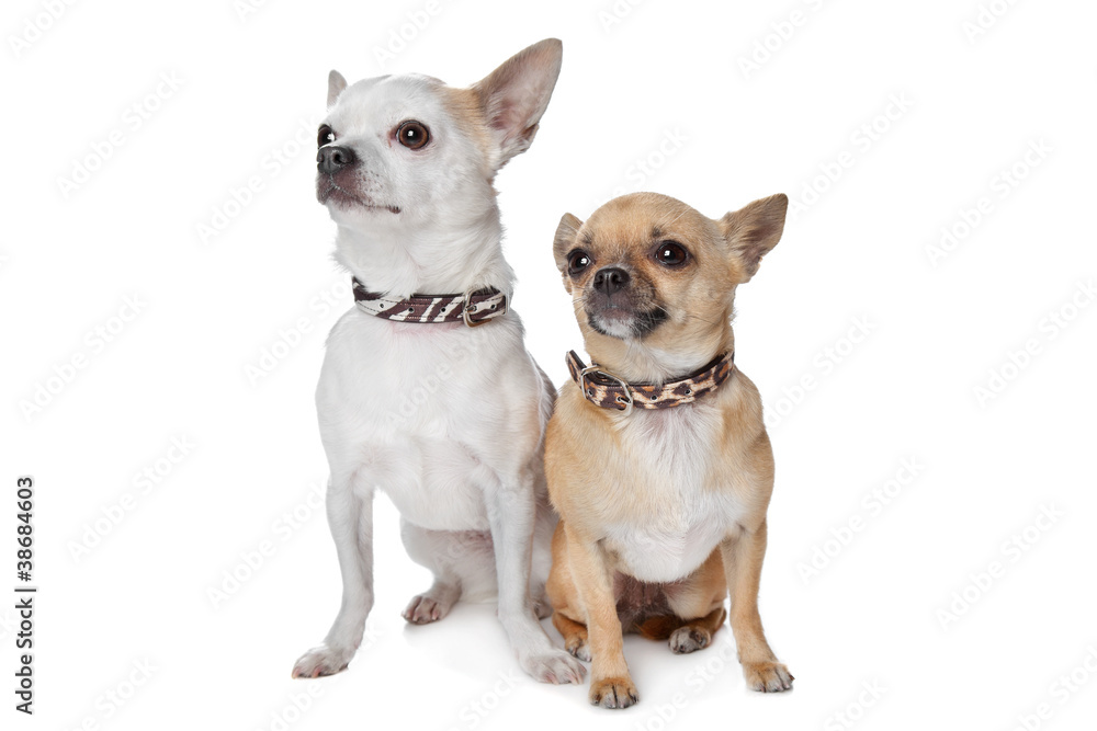 two short-haired chihuahua dogs