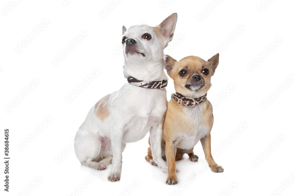 two short-haired chihuahua dogs