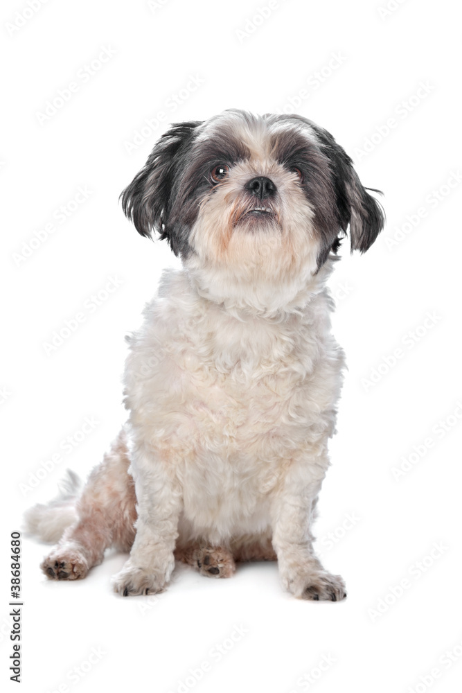 Shih Tzu Shih Tzu