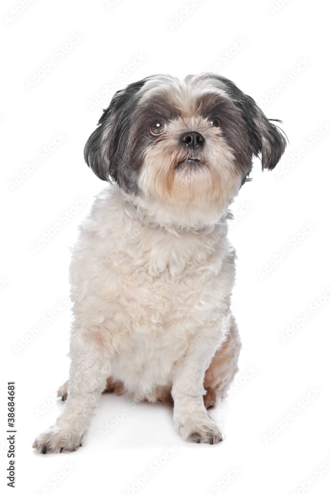 Shih Tzu