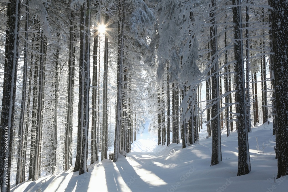 Forest trail among frosted pine trees on a sunny morning