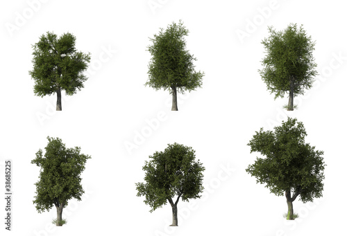 Group of 6 oak trees © benbro