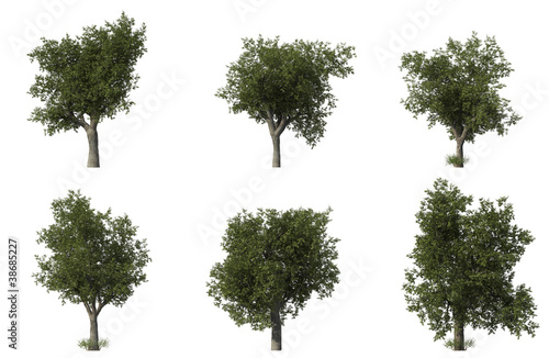 Group of 6 oak trees