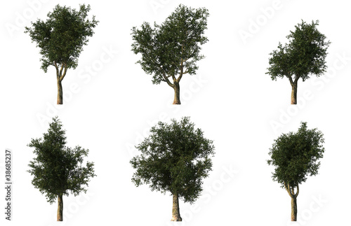 Group of 6 platanus trees © benbro