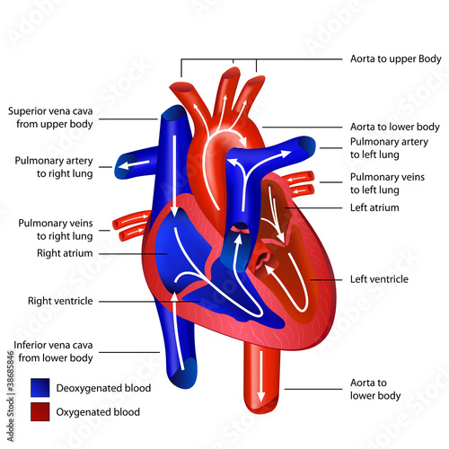 heart blood flow english vector illustration