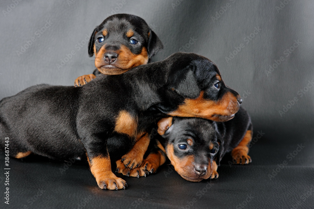 The Miniature Pinscher puppy, 3 weeks old The Miniature Pinscher puppy, 3 weeks old
