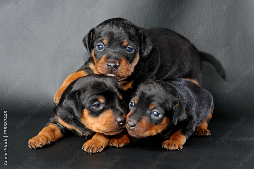 The Miniature Pinscher puppy, 3 weeks old