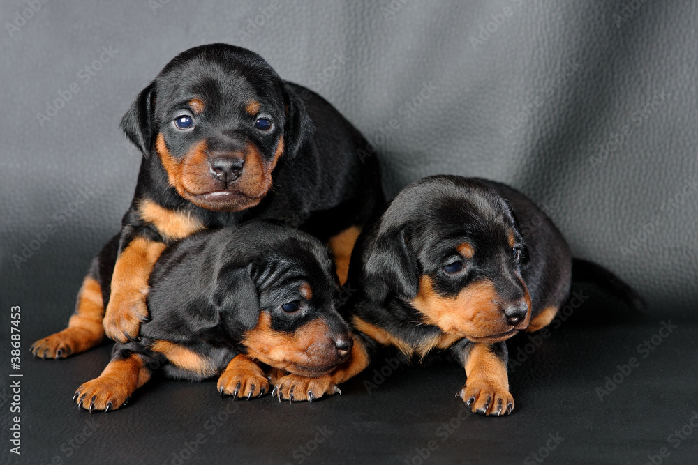 The Miniature Pinscher puppy, 3 weeks old The Miniature Pinscher puppy, 3 weeks old