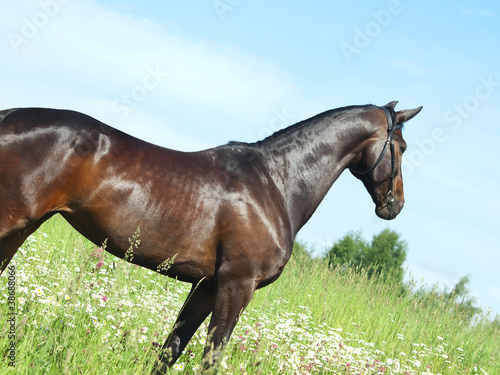 beautiful breed mare in field