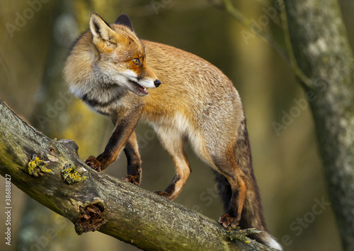 Red Fox in a tree