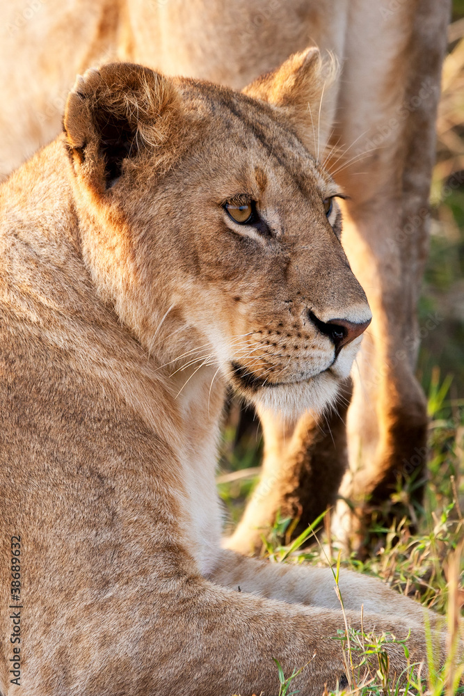 African Lioness in the Maasai Mara National Park, Kenya African Lioness in the Maasai Mara National Park, Kenya