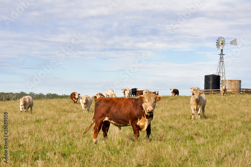 Fototapeta Naklejka Na Ścianę i Meble -  Cows in Australia