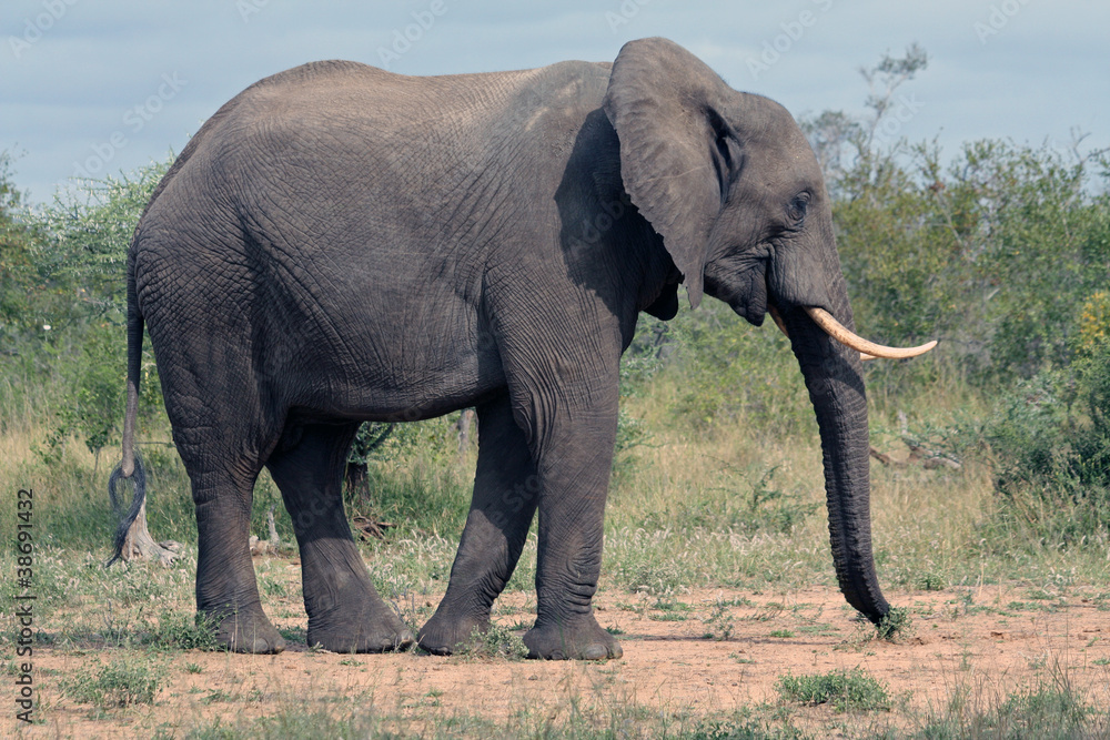 Fototapeta premium African Elephant in the Bush