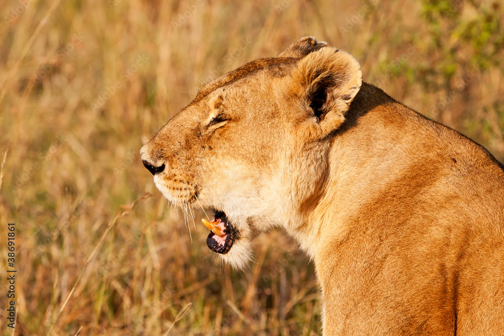African Lioness in the Maasai Mara National Park, Kenya African Lioness in the Maasai Mara National Park, Kenya