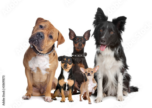 group of five dogs © Erik Lam