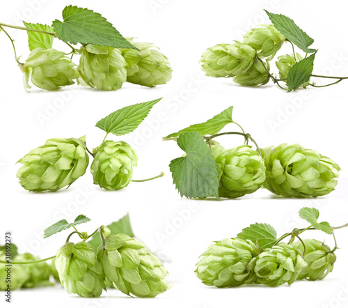 Hops isolated on a white background