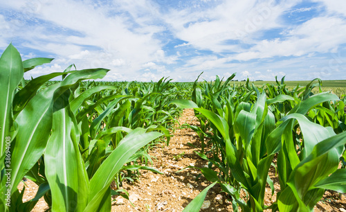 corn field under blue sky in France