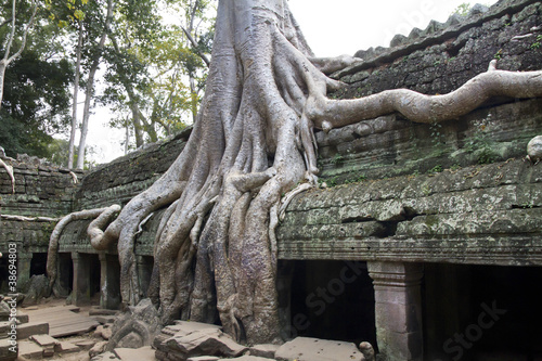 Angkor Thom tree root