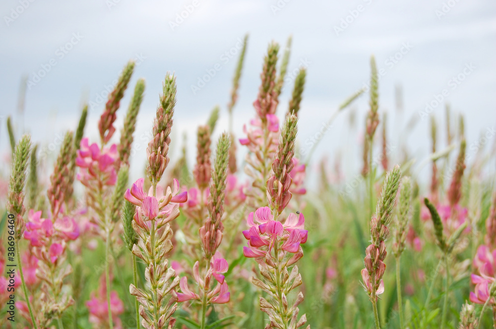 Fototapeta premium field