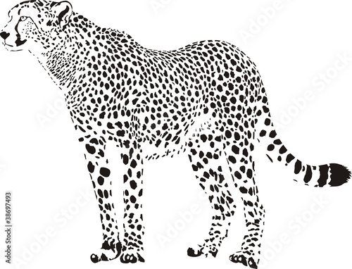 cheetah - black and white vector illustration