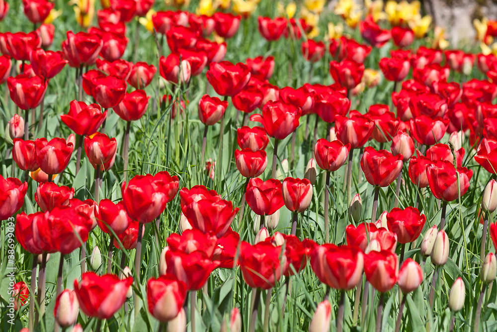 Tulips Tulips