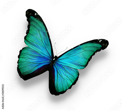 Blue, green butterfly, isolated on white