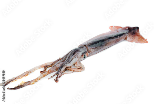 nice fresh squid isolated on white background